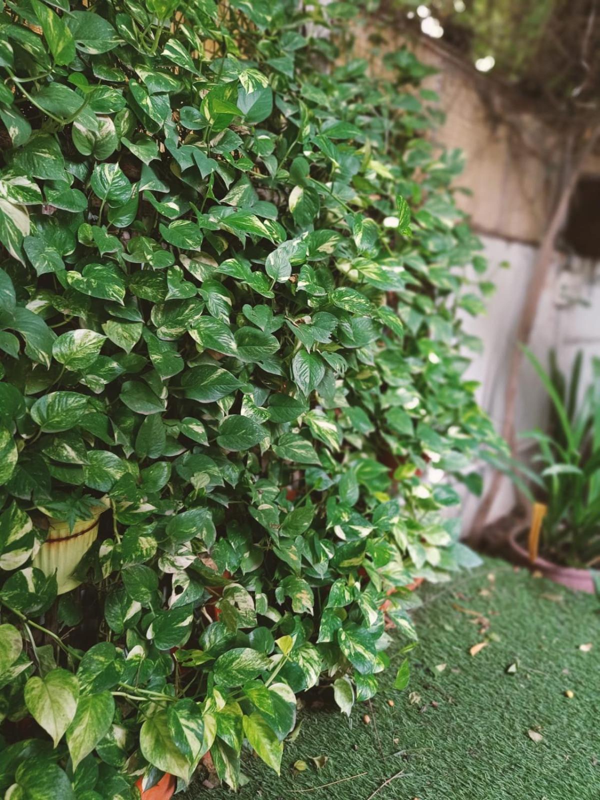 Srinekatan Heritage Villa Homestay Ahmadabad Zewnętrze zdjęcie